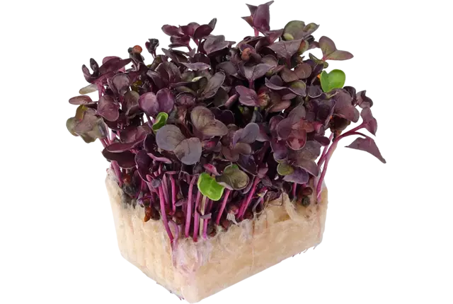 Cresson Sakura pièce